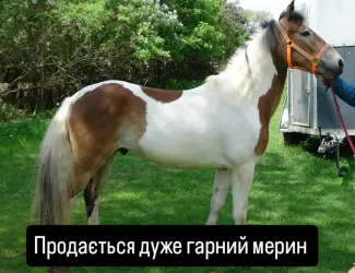 Зображення для оголошення Продається кінь мерин Мафін 2020 р.н