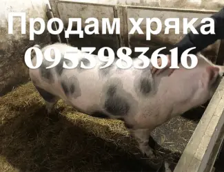Зображення для оголошення Продам хряка более 300 кг