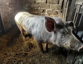 Зображення для оголошення Продам хряка Петрен, крупный