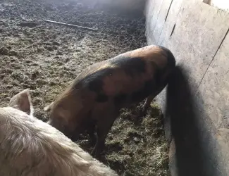 Зображення для оголошення Продам племенного хряка