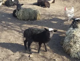 Зображення для оголошення Продам вівцематок котних і з ягнятами