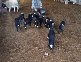 Зображення для оголошення Продам овец . Молодняк этого года.