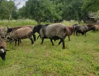 Зображення для оголошення Продам чистокровних романівських овець на плем’я