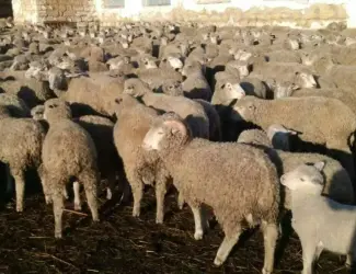 Зображення для оголошення Продам 250 овец Цигай
