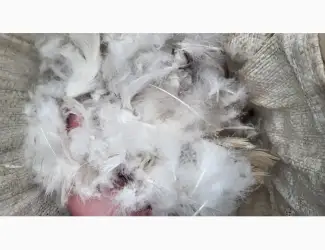 Зображення для оголошення Кіплю пір' я
