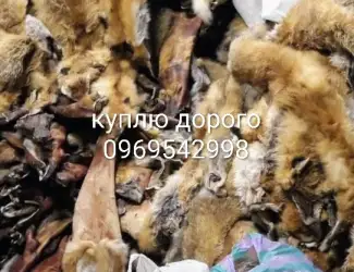 Зображення для оголошення Куплю хутро куниці