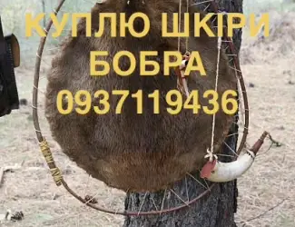 Зображення для оголошення Купуємо сухі не солені шкіри бобра без мʼяса та жиру шкури бобра