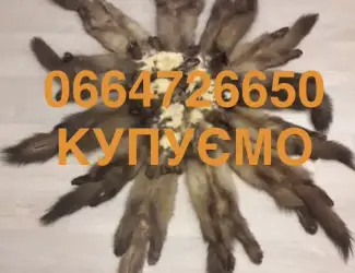 Зображення для оголошення Купуємо шкіри бобра сухі та куниці