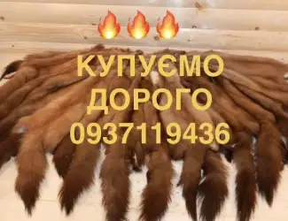Зображення для оголошення Купуємо шкіри куниці і бобра шкури