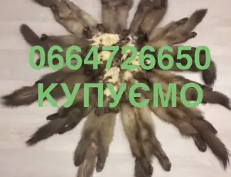 Зображення для оголошення Купуємо шкіри куниці куниц хутро Мех дорого