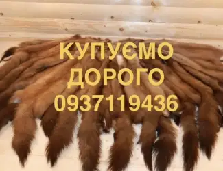Зображення для оголошення Купуємо шкури куниці дорого шкіри