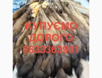 Зображення для оголошення Купимо куницю шкіри дорого
