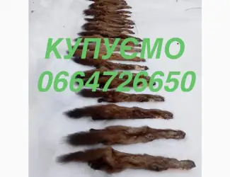 Зображення для оголошення Купуємо куплю куницю куниці шкури. Шкіри