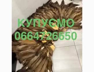 Зображення для оголошення Купуємо куницю шкіри хутро куниці ДОРОГО