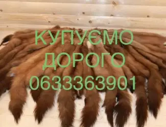 Зображення для оголошення Купуємо ДОРОГО шкіри куниці шкури хутро