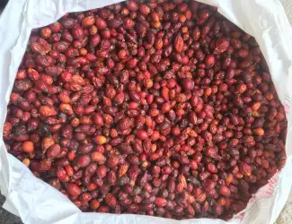 Зображення для оголошення Продам сушену шипшину. Шиповник