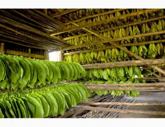 Зображення для оголошення Продам Махорку Самосад без пыли и мусора! Супер цена