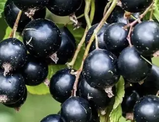 Зображення для оголошення Продам морожену смородину