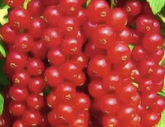 Зображення для оголошення Куплю морожену червону смородину