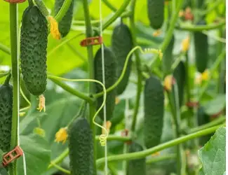 Зображення для оголошення Куплю тепличный огурец ОПТ