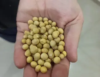 Зображення для оголошення Продам сою