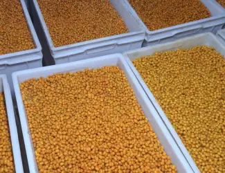 Зображення для оголошення Продам свіжоморожену обліпиху