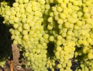 Зображення для оголошення Куплю ягоду винограда