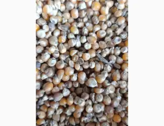 Зображення для оголошення Продаж кукурудза на корм