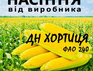 Зображення для оголошення Насіння кукурудзи ДН Хортиця ФАО 240 / від виробника Agro_Exprt