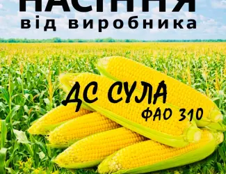 Зображення для оголошення Насіння кукурудзи ДС Сула ФАО 310 / від виробника Agro_Exprt