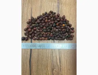 Зображення для оголошення Продам сушену шипшину