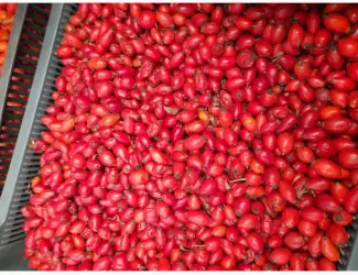 Зображення для оголошення Продам шипшину