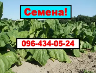 Зображення для оголошення Продам своє насіння тютюну (Махорки)