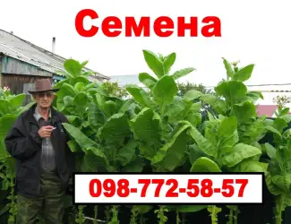 Зображення для оголошення Семена махорки и Табака (Насіння тютюну)