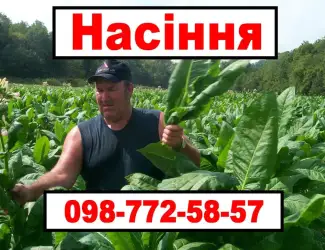 Зображення для оголошення Насіння махорки та тютюну. Багато сортів!