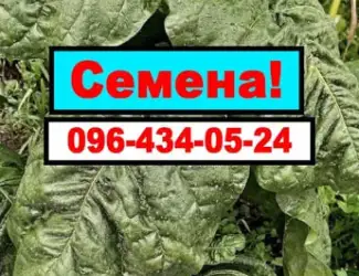Зображення для оголошення Насіння Табака. Семена табака Махорки