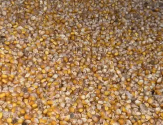 Зображення для оголошення Продам кукурузу. Доставка. Петриківка. Камʼянське