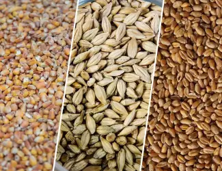 Зображення для оголошення Продам Зерно! Кукурудзи,пшениці,ячміня,просо,овес