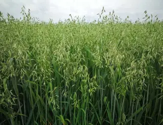Зображення для оголошення Продам овес посівний та товарний, сорти Парламен.