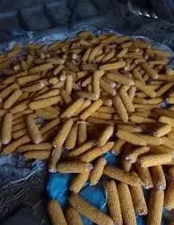 Зображення для оголошення Продам кукурудзу в качанах