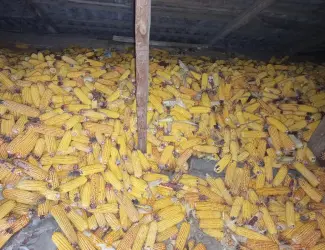 Зображення для оголошення Продам кукурудзу в качанах