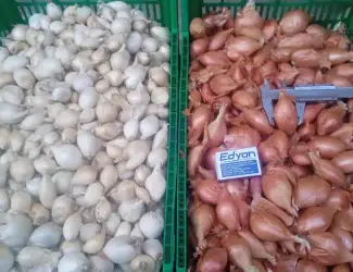 Зображення для оголошення Продам цибуля кущівку