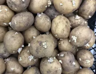 Зображення для оголошення Картошка Ривьера.