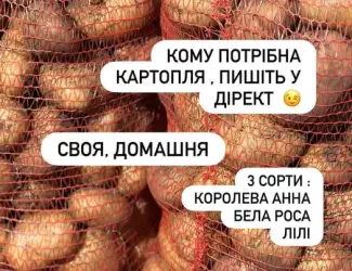 Зображення для оголошення Картопля насіннева / беллароса/королева анна/