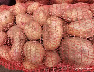 Зображення для оголошення Продаю картоплю Пікассо,Рівєра,Коломбо,Тірас