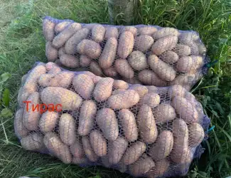 Зображення для оголошення Продам картоплю Тирас ПЕРША РЕПРОДУКЦІЯ