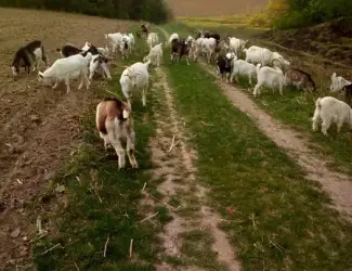 Зображення для оголошення Продаж домашніх кіз жива вага