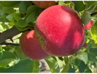 Зображення для оголошення Продам яблука