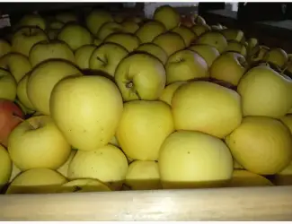 Зображення для оголошення Продам яблука