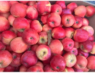 Зображення для оголошення Продам яблука.Тернопіль